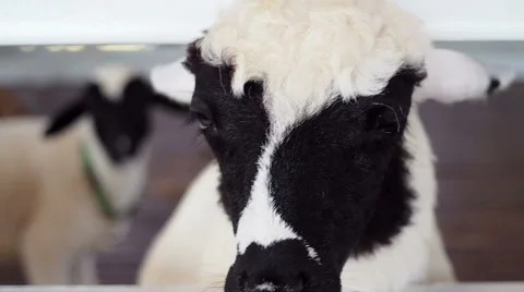 Funny Lamb Stock Footage 49153719