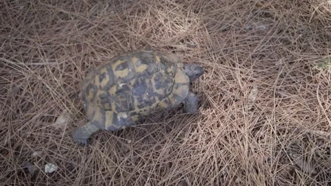 Funny land turtle crawls in search of food. Stock Footage 143491548