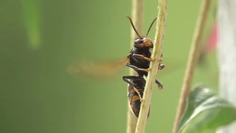 Funny large hornet Stock Footage 203778278