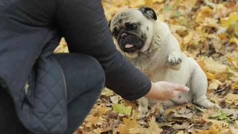 Funny lazy pug dog does not want to obey commands, to train give a paw. Stubborn Vidéo 160117644