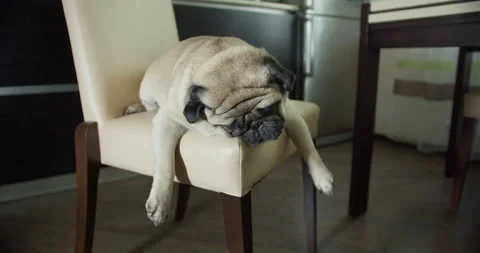 Funny lazy pug dog lying on chair in Stock Video Pond5