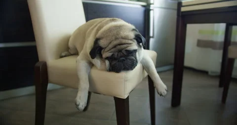 are pugs lazy