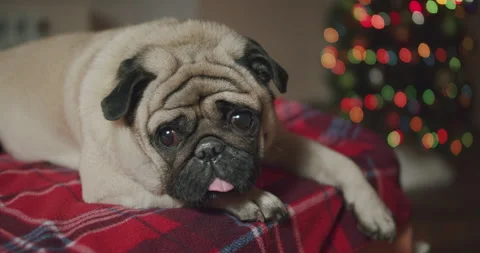 Funny lazy pug dog lying in bed at Christmas time. Cute face Stock-Footage 165168024