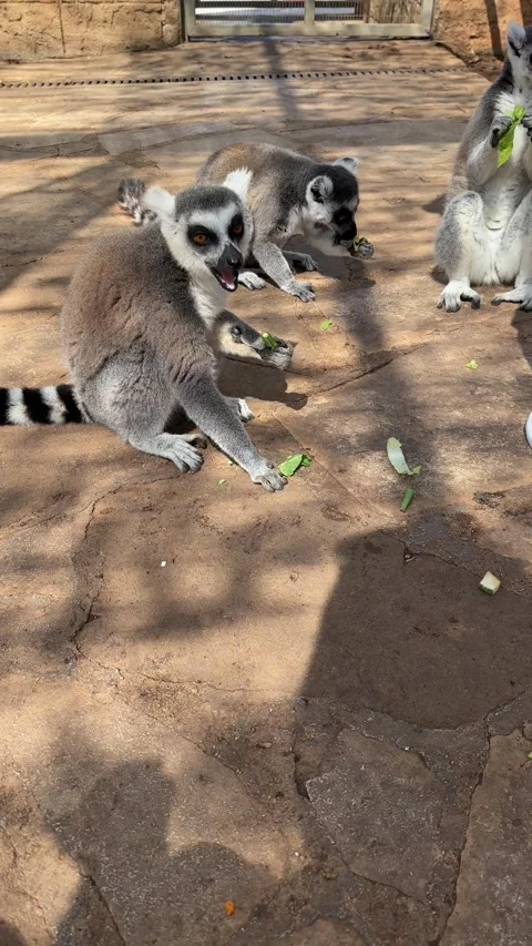 Lemur video funny sale