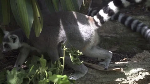 Funny lemur in the jungle Stock Footage 74095964