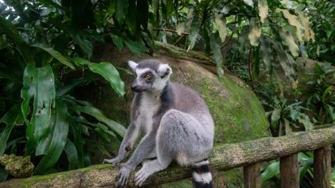 Funny lemur sitting on a tree Stock Photos