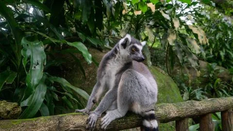 Funny lemur sitting on a tree Stock Photos