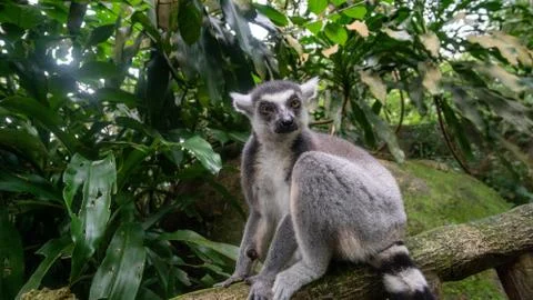 Funny lemur sitting on a tree 写真素材