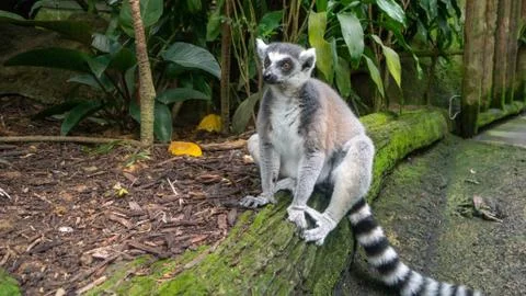 Funny lemur sitting on a tree 写真素材