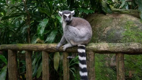 Funny lemur sitting on a tree Stock Photos