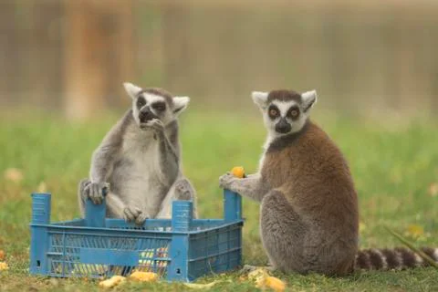 Funny Lemurs Foto stock