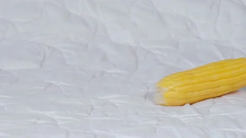 Funny light gray rat pet eating dry corn swing for rodents. Home pets concept Stock Footage 162924111