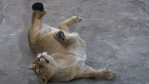 Funny lioness rolling Stock Footage 107122313
