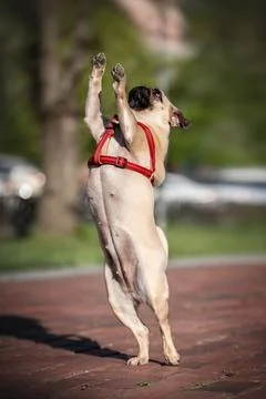 Funny littel pug Stock Photos