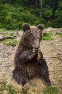 Funny Little Bear Eats Stockfoto's
