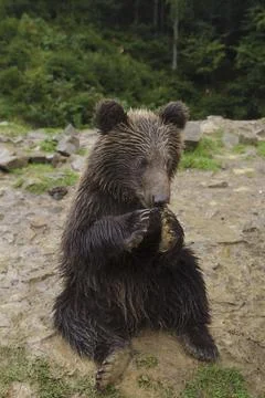 Funny Little Bear Eats Фото