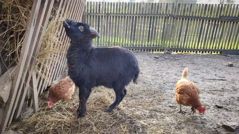 A funny little black goat eats hay and a hens walks around. Stock Footage 145933498