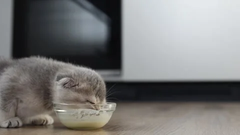 A funny little british kitten eats from a transparent cup in the kitchen with Stock Footage 271077003