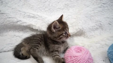 Funny little cat Stock Footage 197141152