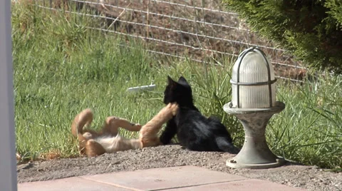 Funny little cats playing. 動画素材 37336594