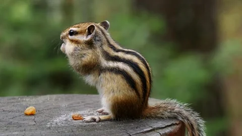 A funny little chipmunk is chewing nuts while sitting on a wooden stump. Stock Footage 293172659