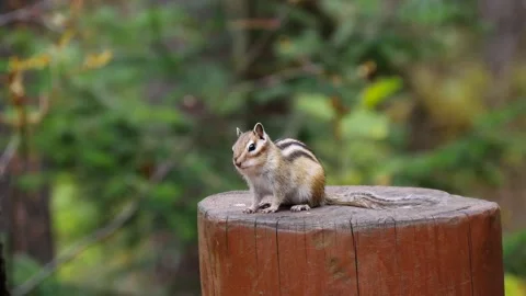 A funny little chipmunk was thinking, sitting on a wooden stump. Stock Footage 293171992