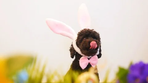 Funny little dog wearing Easter bunny ears Stock-Footage 87477350