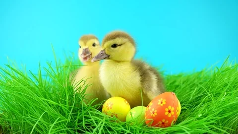 Funny little Easter ducklings in grass with Easter eggs, bites grass, quacks Stock Footage 72736143
