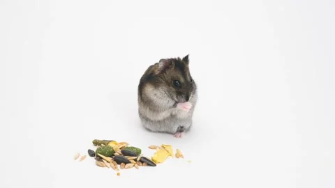 Hamster funny online videos