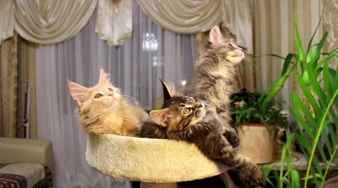 Funny little kittens playing 库存影片 63199312