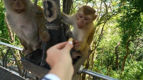 Funny little macaque monkey taking food from womans hand. Woman feeding cute Stock Footage 111971726