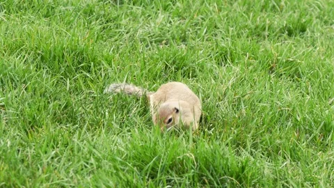 A funny little marmot is bustling Stock Footage 330808613