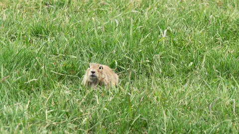 A funny little marmot is bustling Stock Footage 330808616