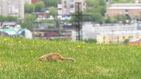 A funny little marmot is bustling Stock Footage 330808622