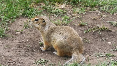 A funny little marmot is bustling Stock Footage 330808628