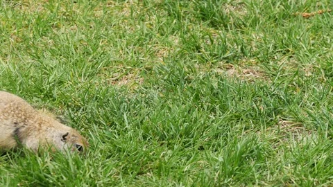 A funny little marmot is bustling Stock Footage 330808631