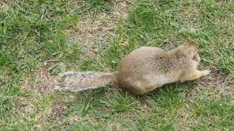 A funny little marmot is bustling Stock Footage 330808635
