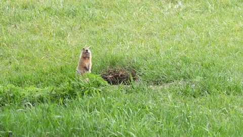 A funny little marmot is bustling Stock Footage 330808636