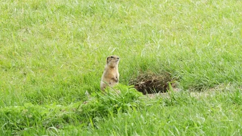 A funny little marmot is bustling Stock Footage 330808643