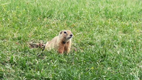 A funny little marmot is bustling Stock Footage 330808656