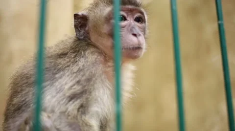 Funny little monkey behind green lattice in small zoo Stock Footage 57173237
