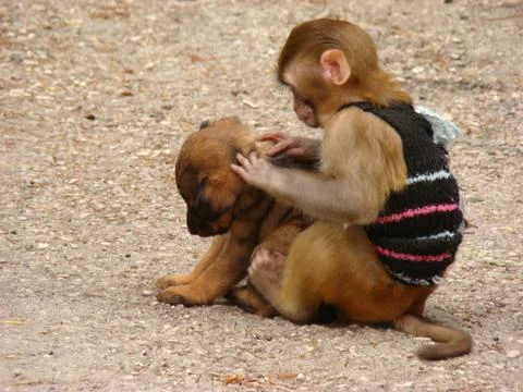 Funny little monkey is looking for fleas in the puppy 스톡 사진