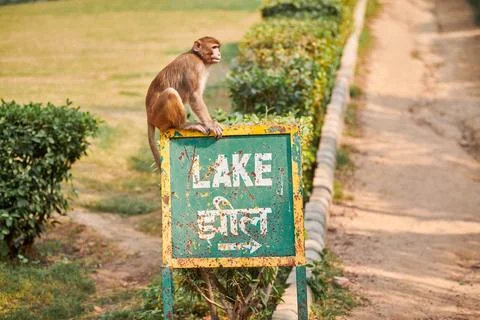 Funny little monkey sits on pointer with text LAKE in public indian park ag.. Stock Photos
