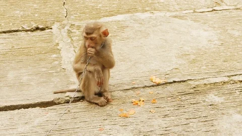 Funny little monkey. Vietnam Stock Footage