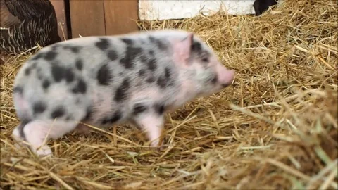 Funny little pigs have fun playing and running Stock Footage 121009604