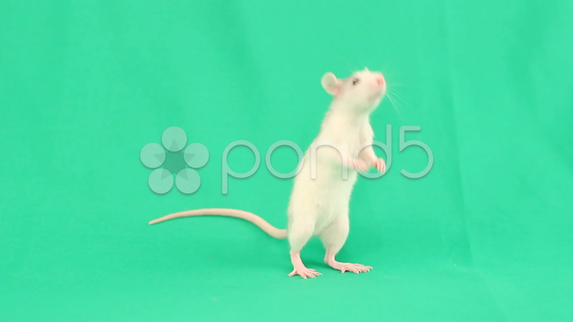 funny little rat and a slice of carrot o... | Stock Video | Pond5