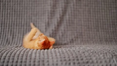 Funny little red kitten playing on fur blanket Stock Footage 278462883