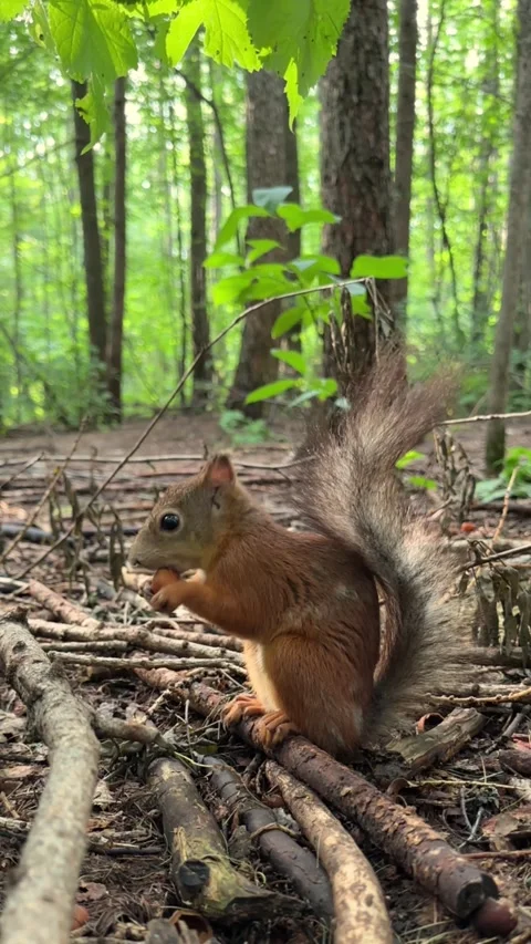 Funny little red squirrel peels a nut very quickly and eats it, a squirrel in Stock Footage 245211014