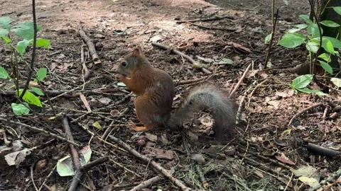 Funny little red squirrel peels a nut very quickly and eats it, a squirrel in Stock Footage 245211161