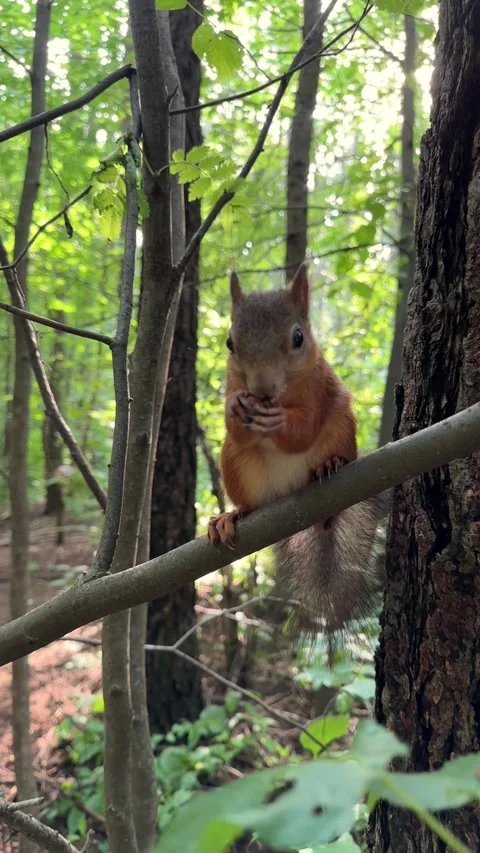 Funny little red squirrel peels a nut very quickly and eats it, a squirrel in Stock Footage 245212002